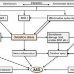 Oxidative Stress in Autism Spectrum Disorder: Therapeutic Interventions Targeting Parvalbumin (PV) Interneurons