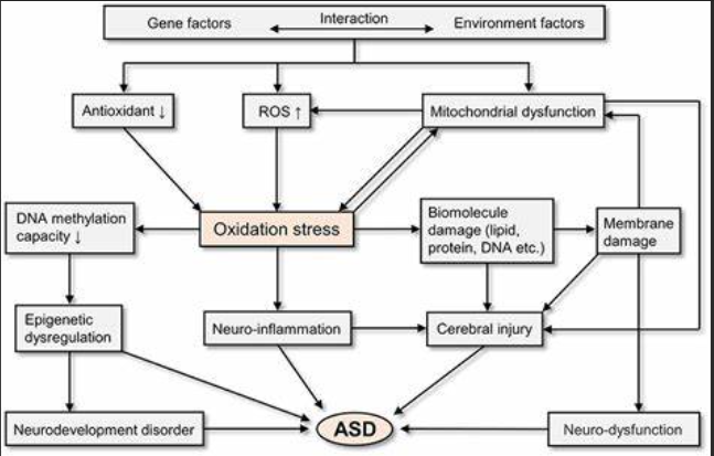 Oxidative Stress in Autism Spectrum Disorder: Therapeutic Interventions Targeting Parvalbumin (PV) Interneurons