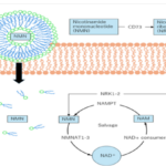 Intervention Study Comparing Blood NAD+ Concentrations with Liposomal and Non-Liposomal Nicotinamide Mononucleotide