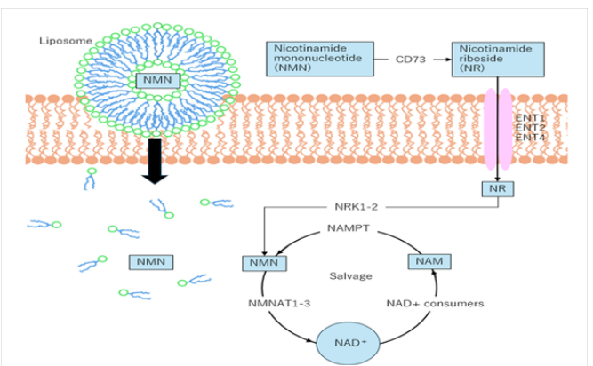 Intervention Study Comparing Blood NAD+ Concentrations with Liposomal and Non-Liposomal Nicotinamide Mononucleotide